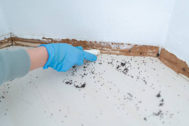 Best Termite Inspection and Treatment  in Trenton, MI